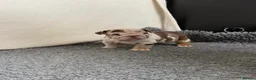 English Bulldog dogs for sale: Beautiful bulldog girl puppy  - Advert 15