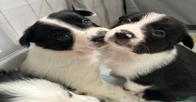 Border Collie dogs Only 1 boy left - Beautiful chunky Border Collies - Advert 2