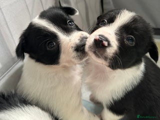 Border Collie dogs Only 2 boys left - Beautiful chunky Border Collies - Advert 5