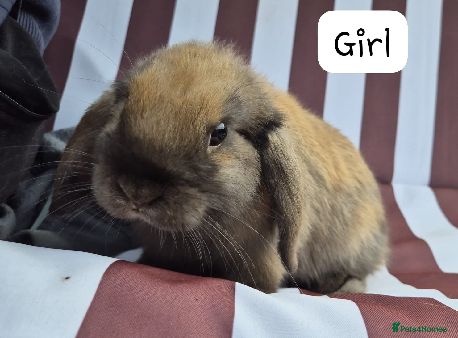 Mini Lop rabbits 8 10 and 12 weeks old mini lops  - Advert 1