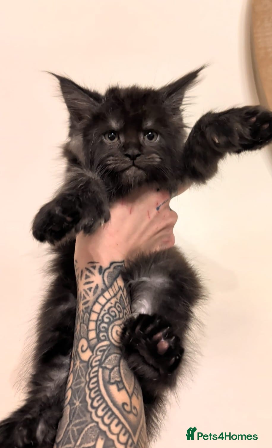 Maine Coon cats Championline maine coon kittens - Advert 4