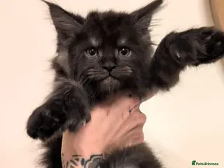 Maine Coon cats Championline maine coon kittens - Advert 4