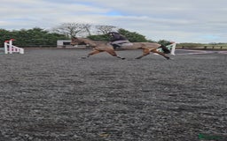 English Thoroughbred horses for sale: 17.1 built like ID, exceptional temperament  - Image 5
