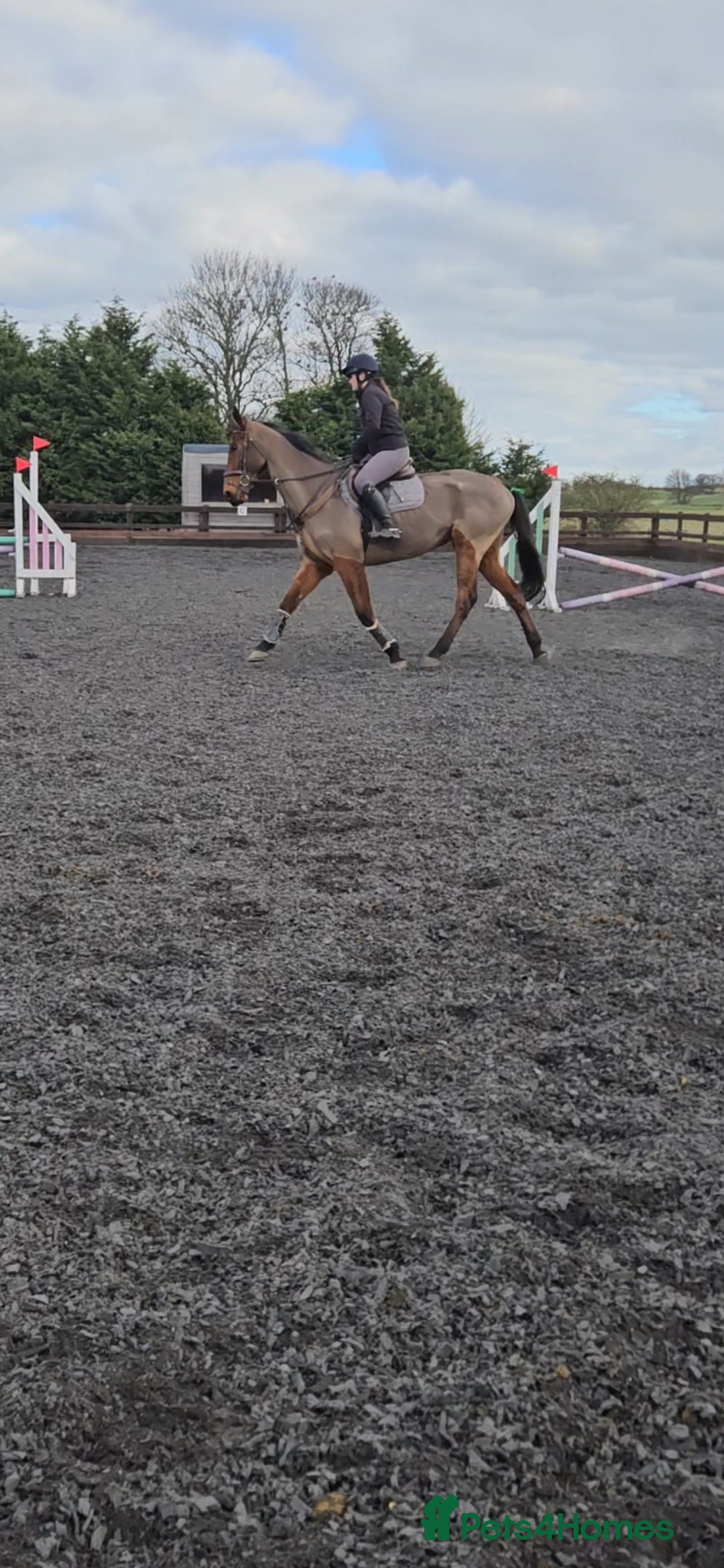 English Thoroughbred horses for sale: 17.1 built like ID, exceptional temperament  - Image 5