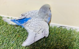 Budgerigars birds for sale: Beautiful baby budgies for sale  - Image 19