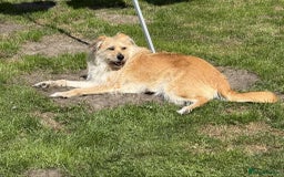 Mixed Breed dogs for adoption: MEET PHOENIX in Bordon - Image 9