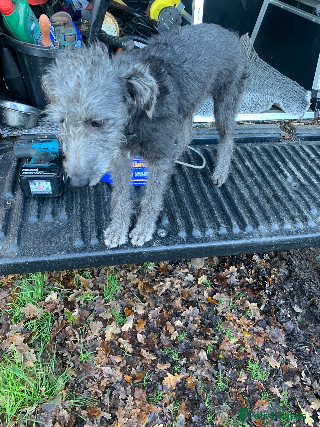 Mixed Breed dogs for sale: Bedlington whippet - Advert 1