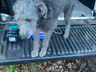 Mixed Breed dogs Bedlington whippet - Advert 4