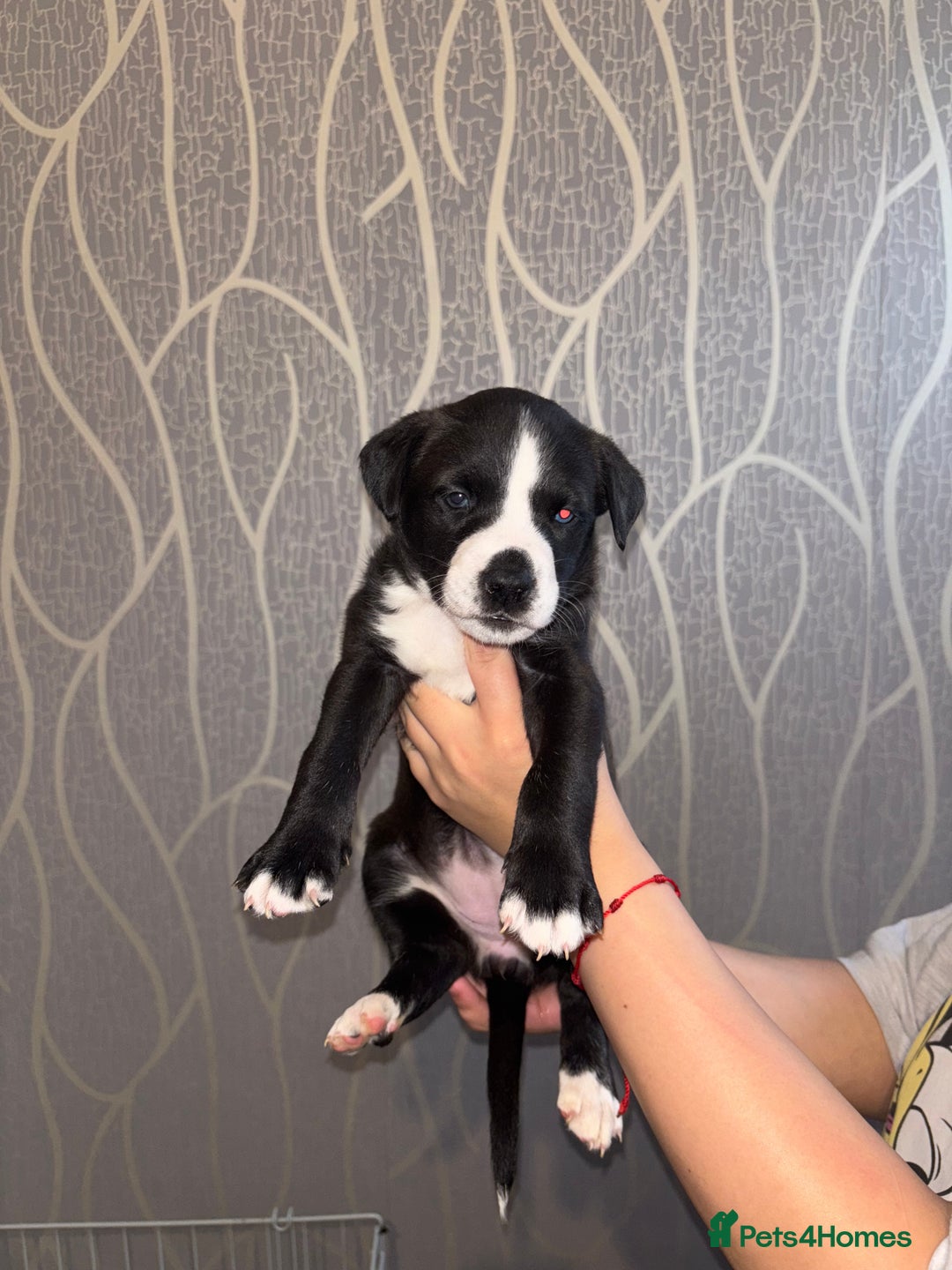 Mixed Breed dogs for sale: Husky Mix Puppies  - Image 5