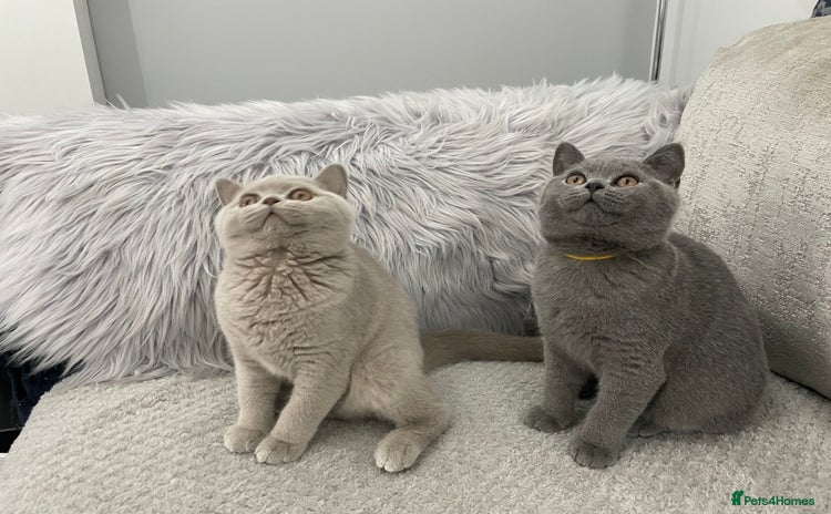 British Shorthair cats - Advert 1