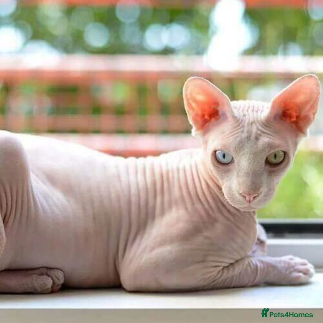 Sphynx cats for sale: Multiple Sphynx Cats for Sale - Advert 1