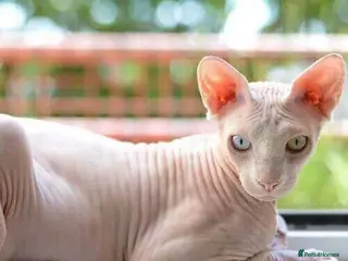 Sphynx cats Multiple Sphynx Cats for Sale - Advert 1