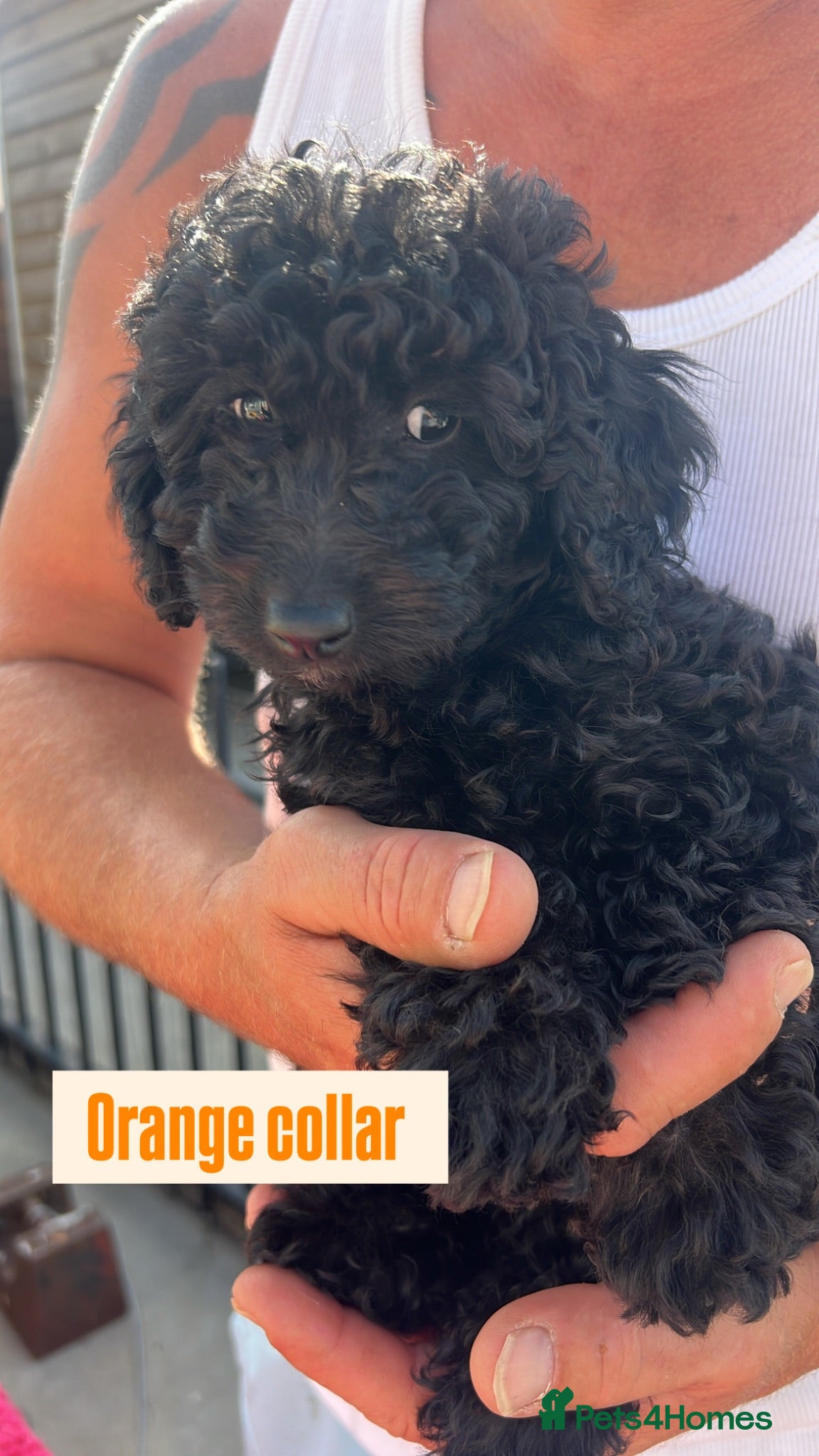 Cockapoo dogs F1b cockapoo puppies READY NOW - Advert 12