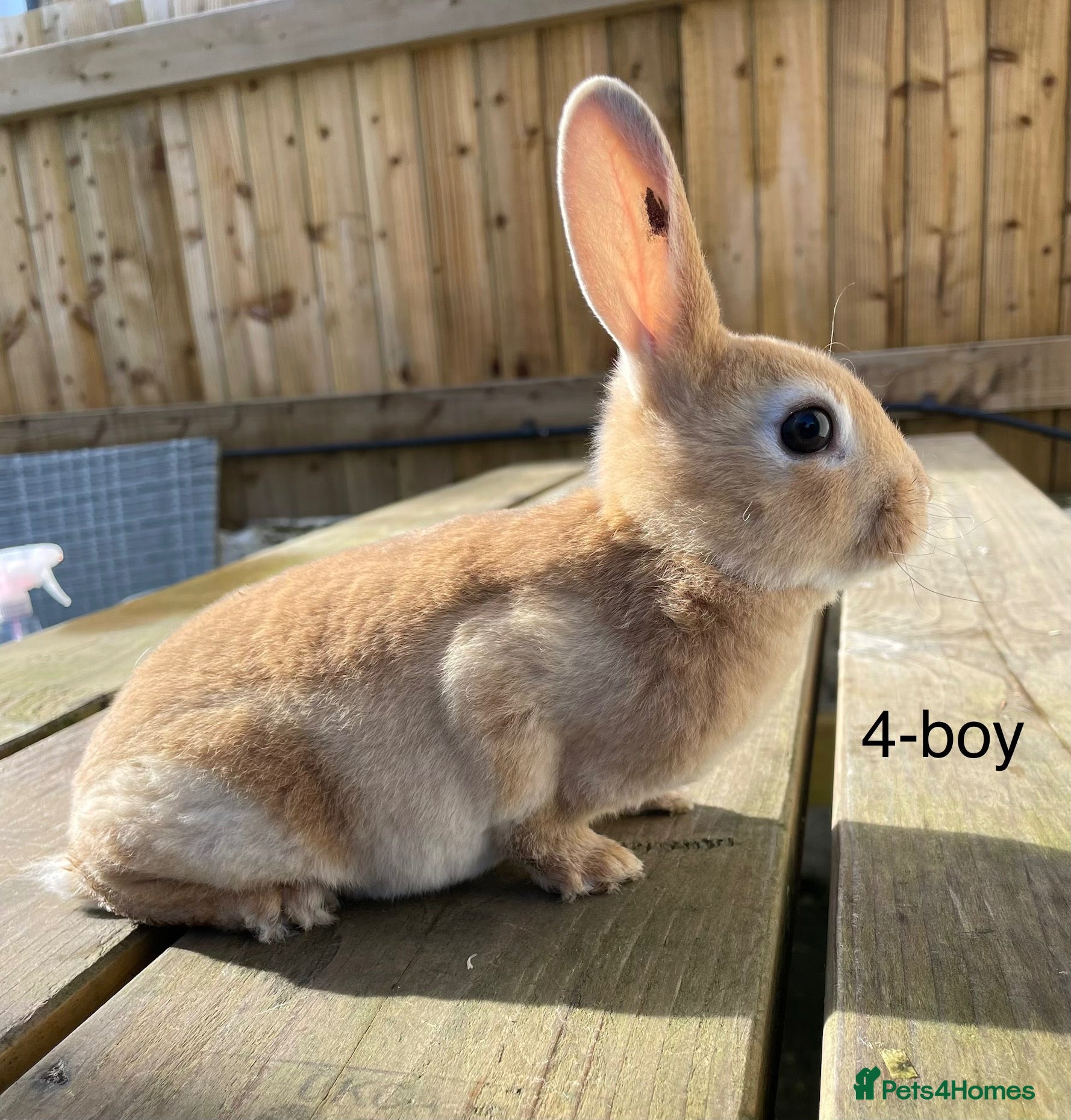 Rex rabbits 🐰 6 week old Pure bred mini Rex 🐰  - Advert 4