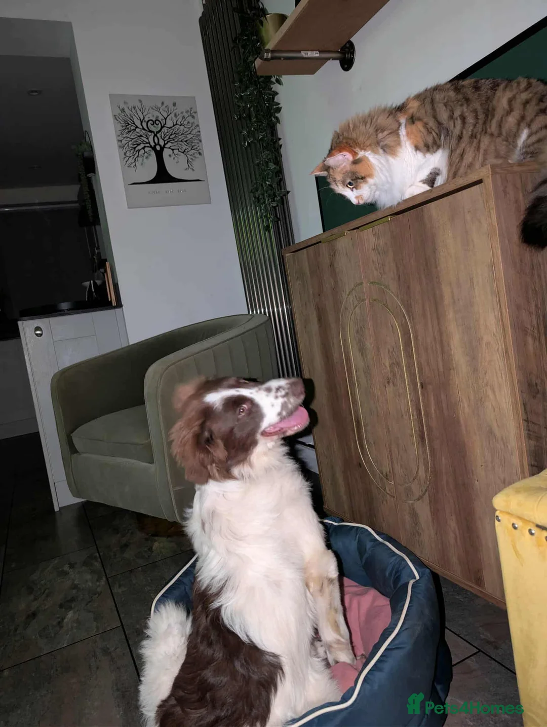 Mixed Breed dogs for adoption: BETTY - Advert 4