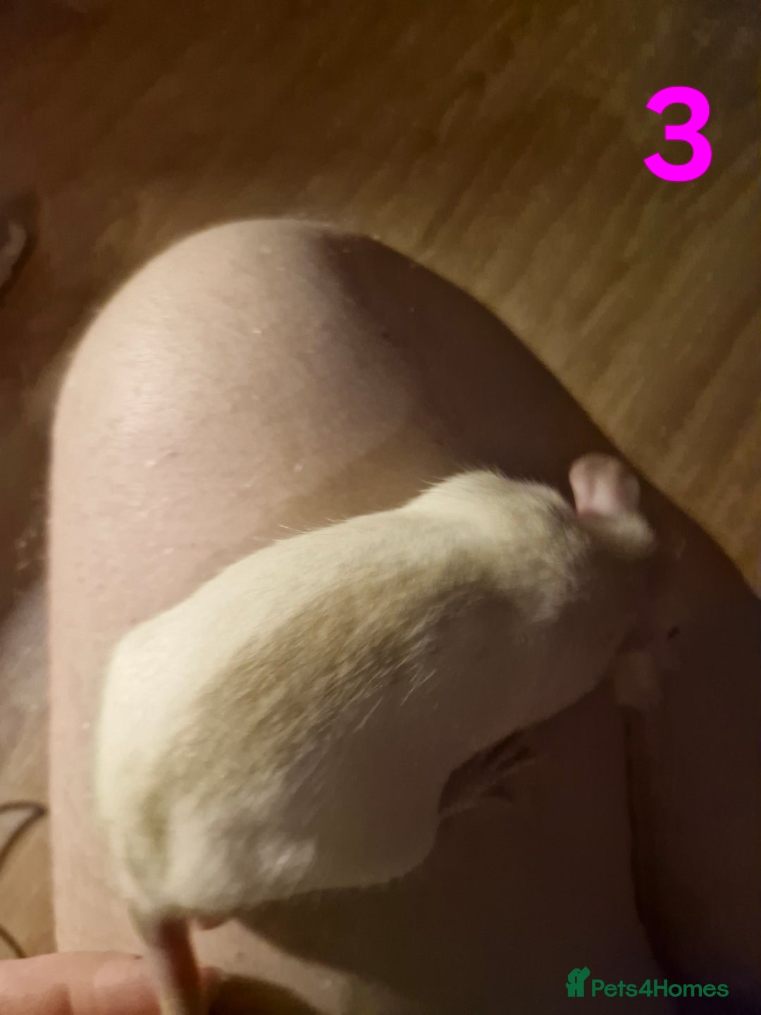 Rat rodents for sale: 9 gorgeous Male Rats - Image 7