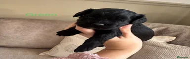Cockapoo 2