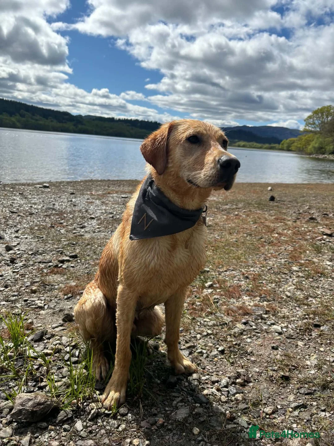 Labrador Retriever dogs for stud: Nevis - Excellent  Labrador retriever for stud in Hamilton - Advert 2