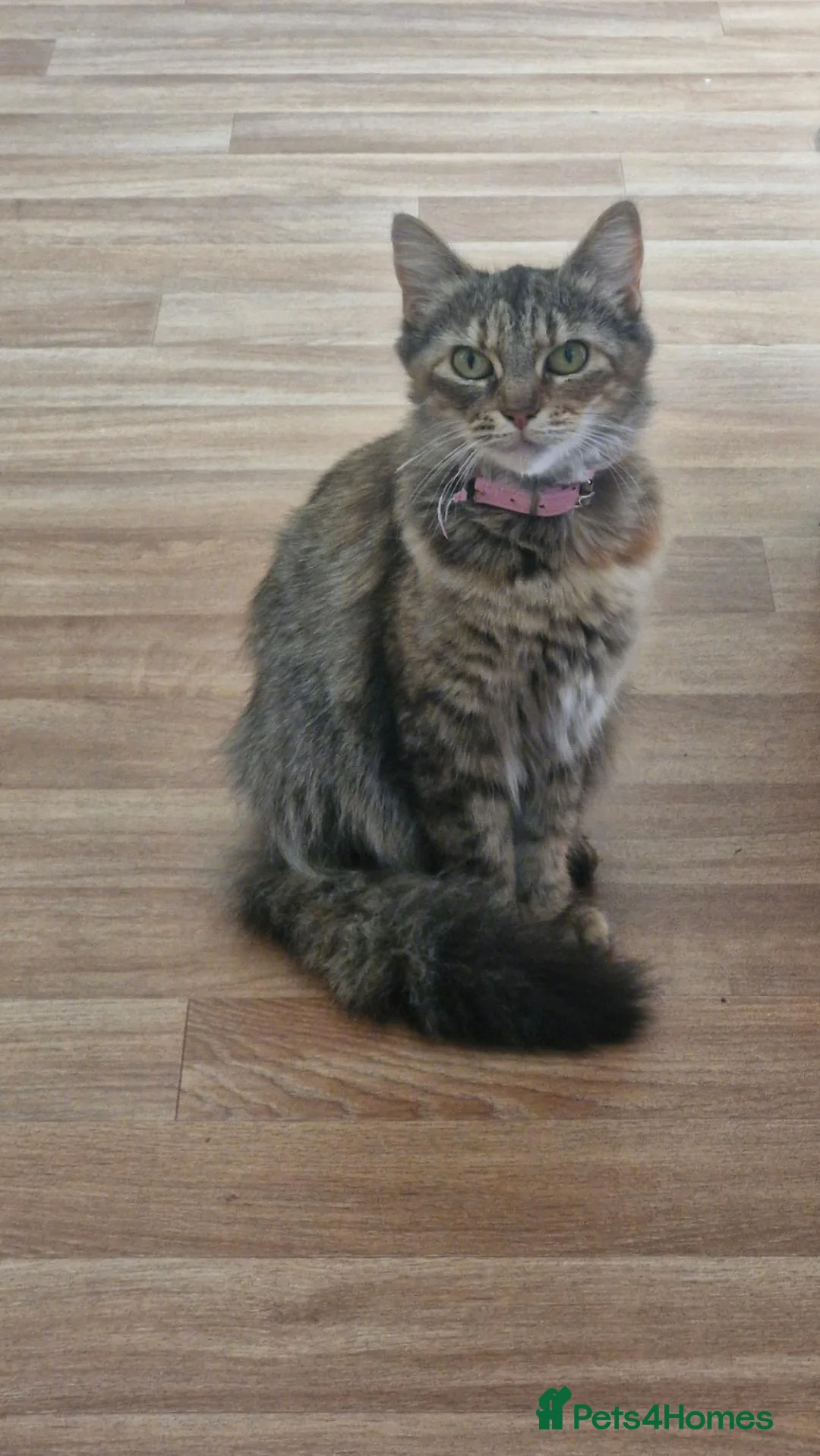 Mixed Breed cats for sale: Ginger male kittens - Advert 6