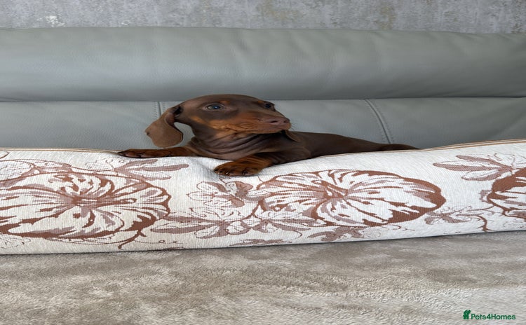 Miniature Dachshund dogs - Advert 8