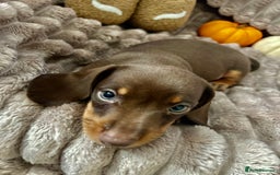 Dachshund dogs for sale: Dachshunds mini puppies   - Image 19
