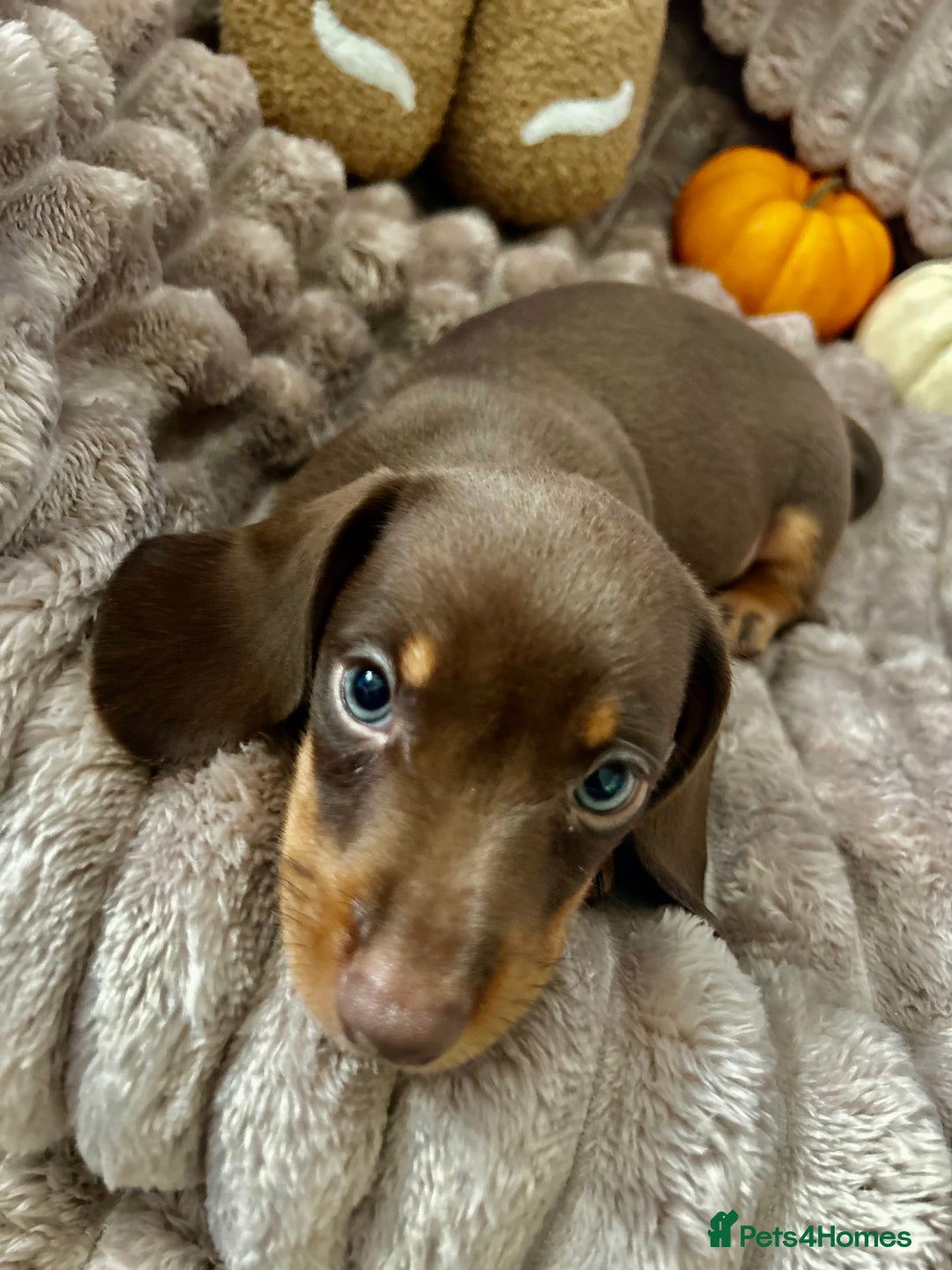 Dachshund dogs for sale: Dachshunds mini puppies   - Image 19