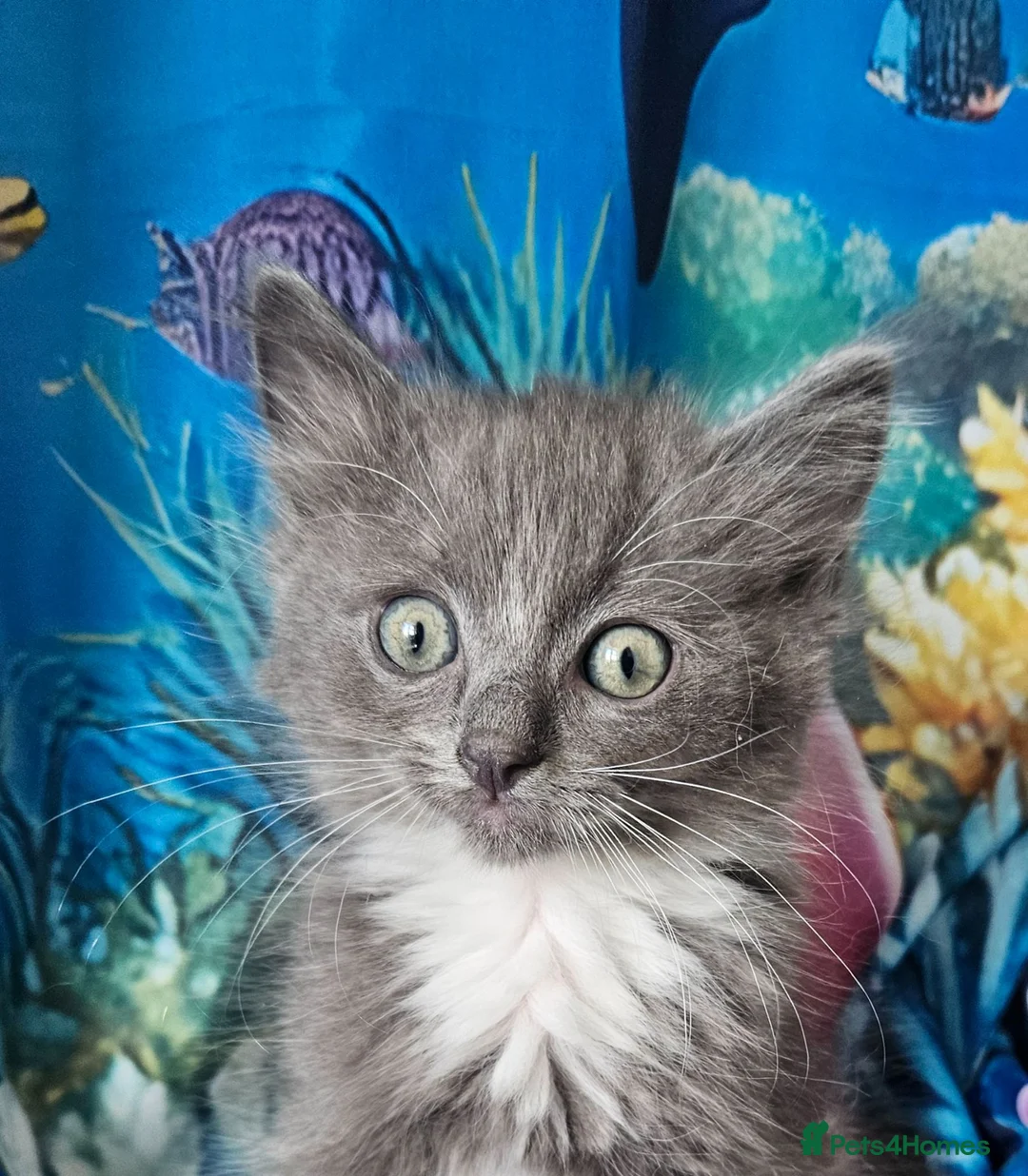 Ragdoll cats for sale: PET OR ActiveTicaHCM,PKD Certyficate,Championship  - Advert 2