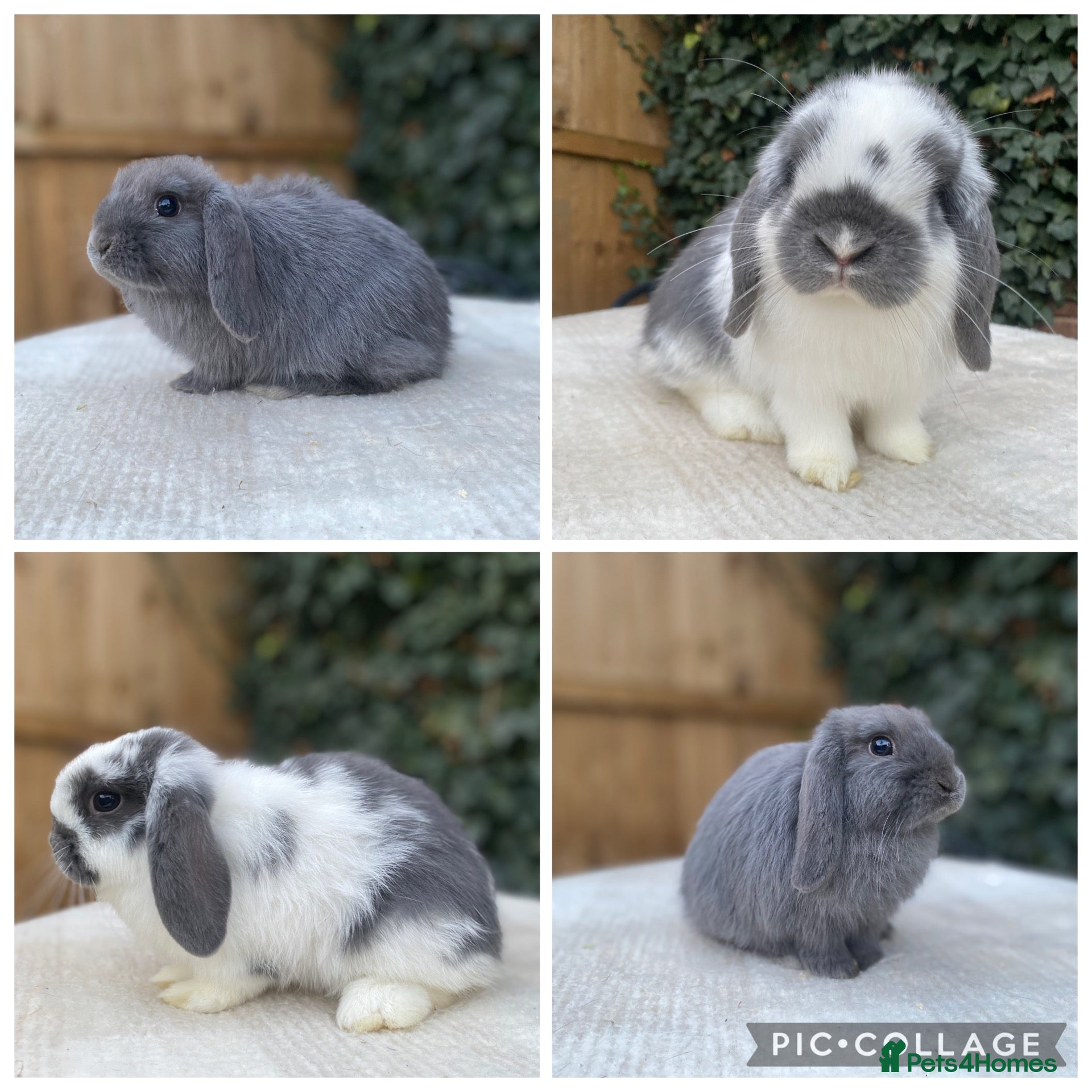 Mini Lop rabbits Baby Mini Lop bunnies for sale  - Advert 9