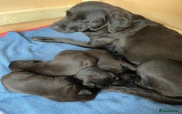 Labrador Retriever dogs for sale: Black Labrador Puppies - Advert 13