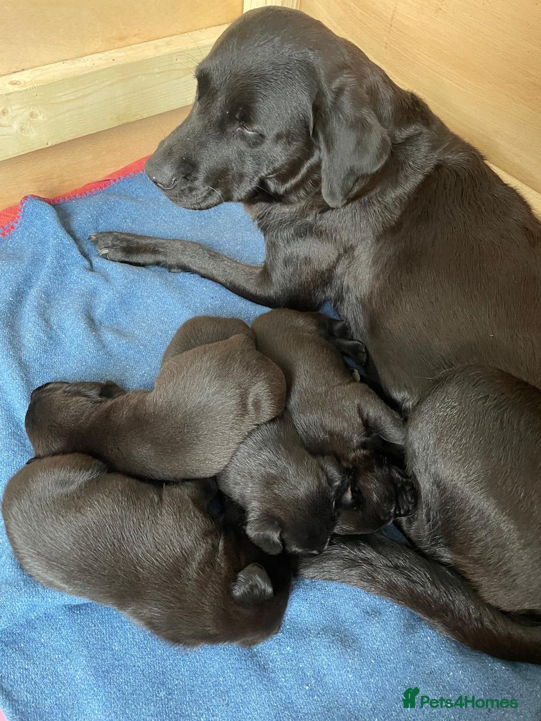 Labrador Retriever dogs for sale: Black Labrador Puppies - Advert 13