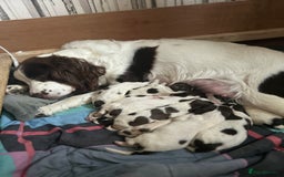 English Springer Spaniel dogs for sale: Springer spaniel pups  - Image 3