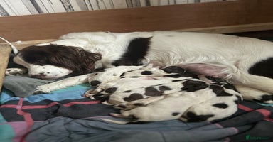 English Springer Spaniel dogs Springer spaniel pups READY 18th nov - Advert 7