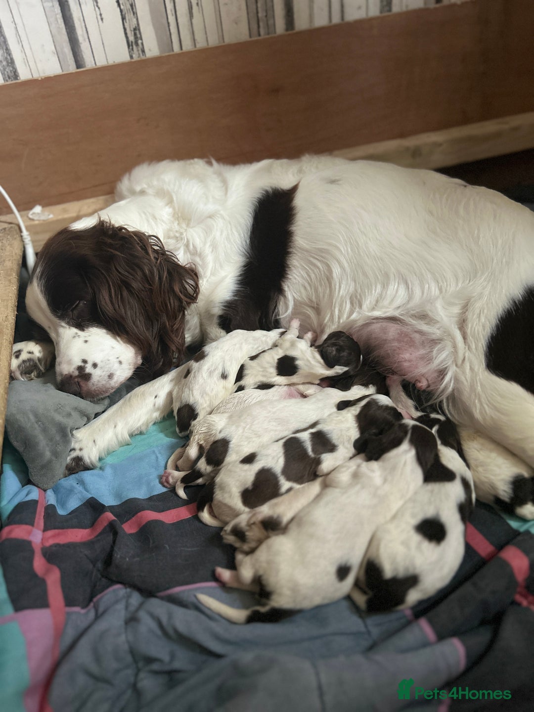 English Springer Spaniel dogs for sale: Springer spaniel pups  - Image 3
