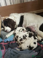 English Springer Spaniel dogs Springer spaniel pups READY 18th nov - Advert 6