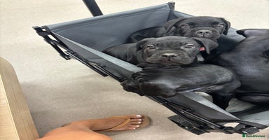 Cane Corso dogs - Advert 15