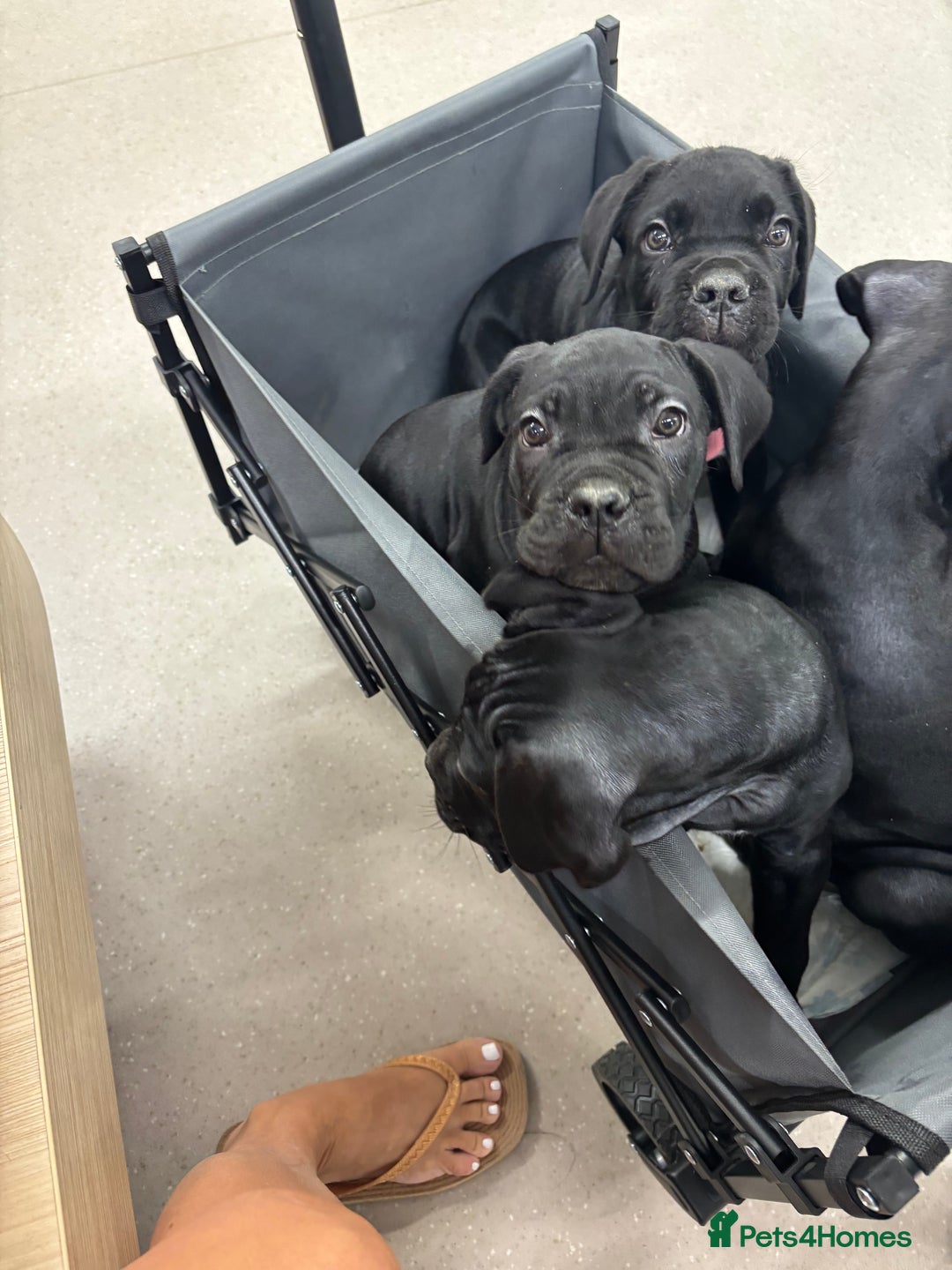 Cane Corso dogs for sale:  Reg - UKBKC Cane Corsos loyal family guardians  - Image 2