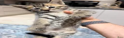 Bengal cats for sale:  Bengal x kittens  in Bristol - Advert 25
