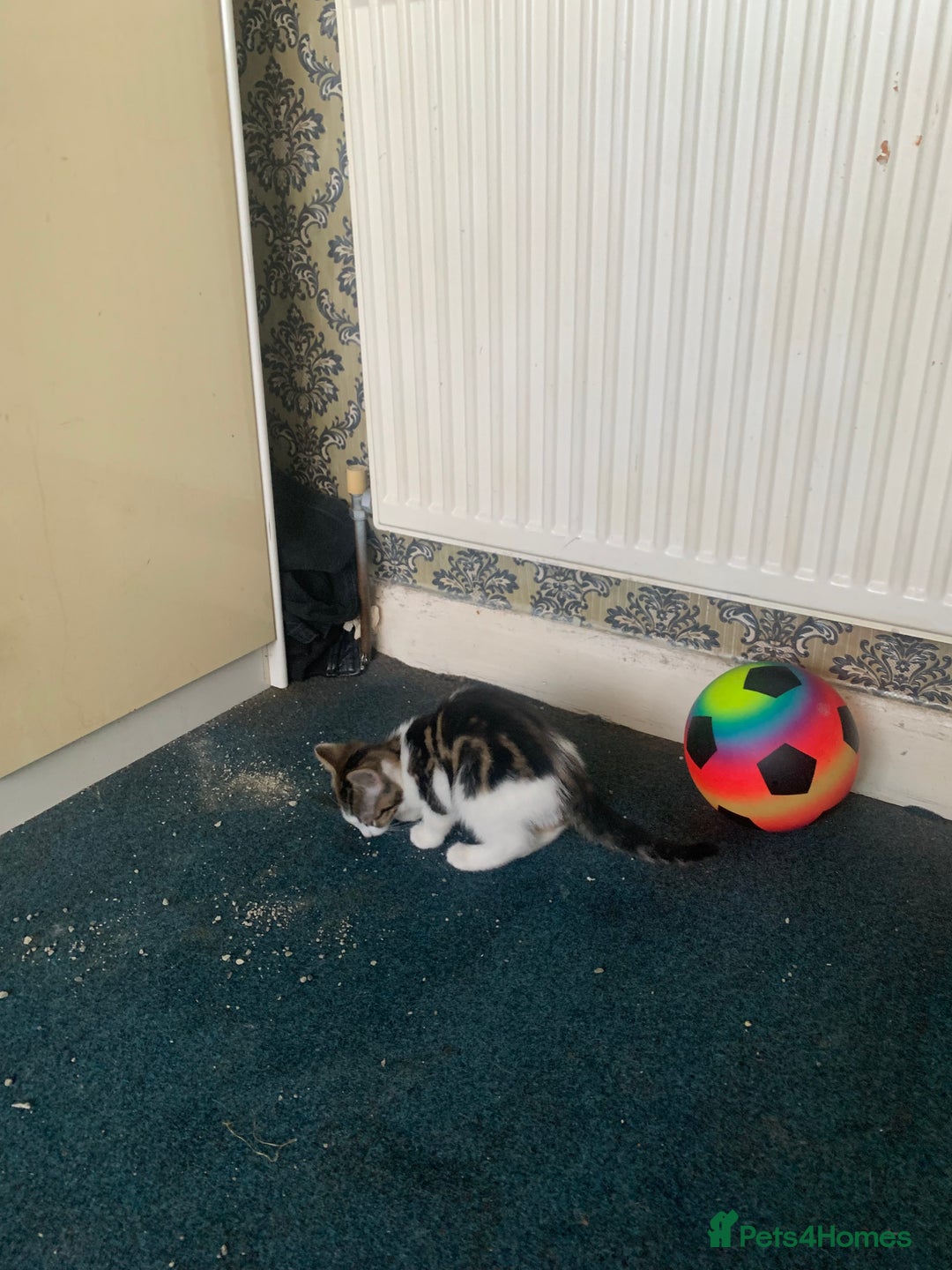 British Shorthair cats for sale: 3 Kitten ready to leave today  - Advert 3