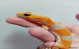 Gecko reptiles for sale: Crested Gecko Gargoyle &  Leachianus Gecko  in Wigston - Image 29