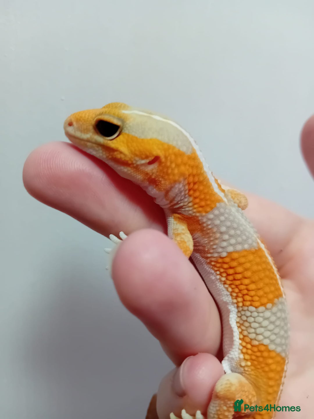 Gecko reptiles for sale: Crested Gecko Gargoyle &  Leachianus Gecko  in Wigston - Image 29
