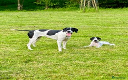 Pointer dogs for sale: KC reg Pointer Puppies - Image 3