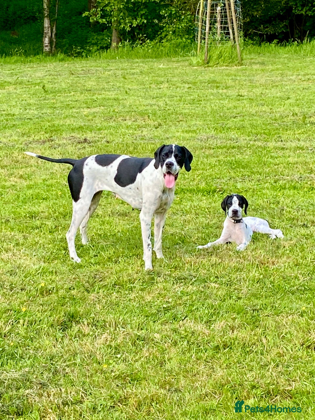 Pointer dogs for sale: KC reg Pointer Puppies - Image 3