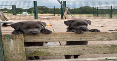 Labrador Retriever dogs - Advert 4