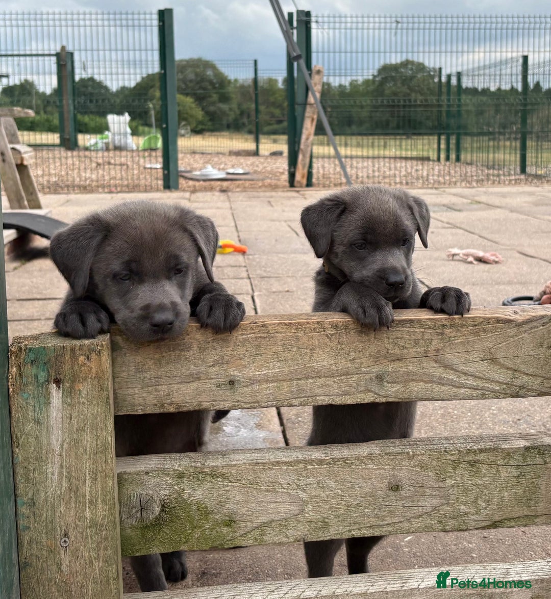 Labrador Retriever dogs for sale: Beautiful Silver & Charcoal KC Labs - Image 2