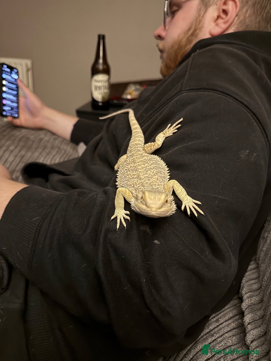 Bearded Dragon reptiles for sale: Miss pickles  - Advert 7