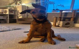 Mixed Breed dogs for sale: Rhaenyra for rehoming - Image 4