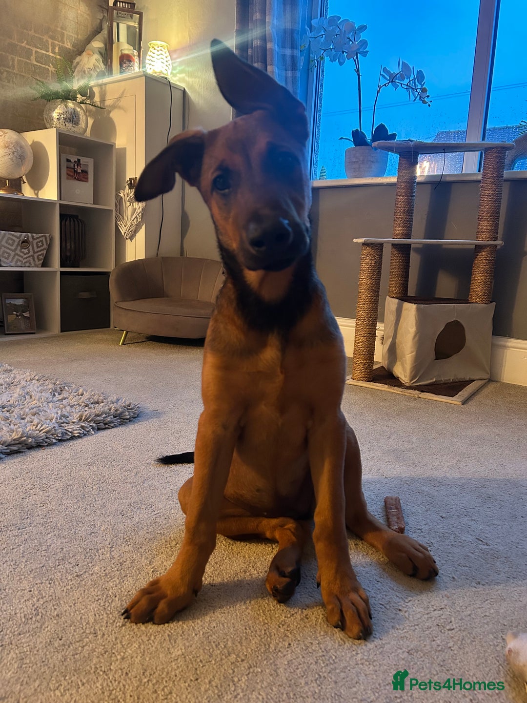 Mixed Breed dogs for sale: Rhaenyra for rehoming - Image 4