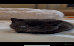 British Shorthair cats for sale: Only 2 girls left ready to go BBSH - Image 18