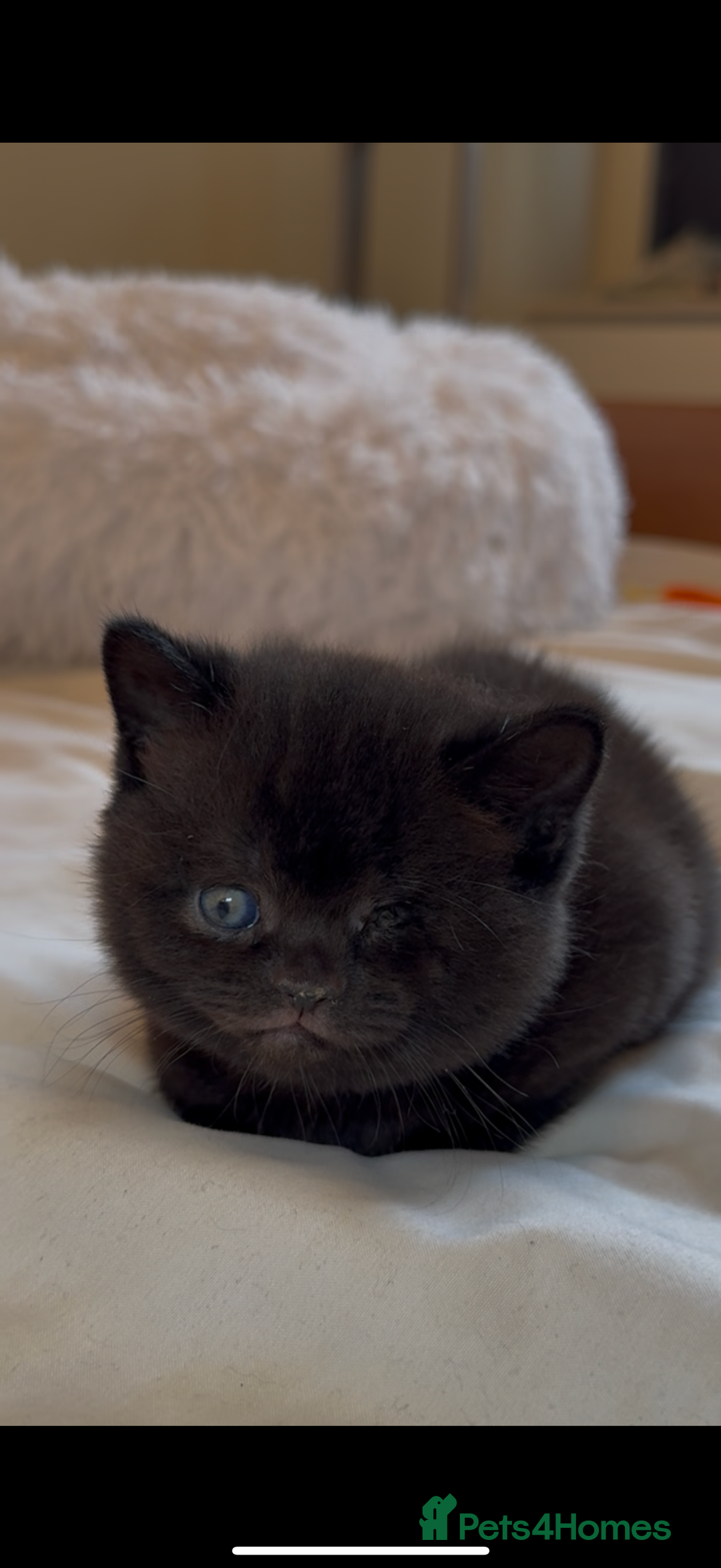 British Shorthair cats for sale: Only 2 girls left ready to go BBSH - Image 18