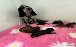 Cockapoo dogs for sale: 7 F1 exquisite dna tested clear Cockerpoos - Image 10